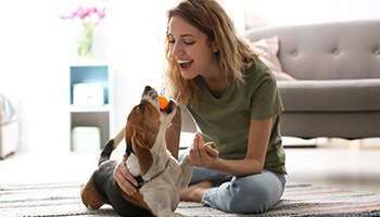 A smiling person playing with their dog on the living room floor. Dog is rolling over with a ball in their mouth